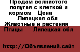 Продам волнистого попугая с клеткой и кормом › Цена ­ 500 - Липецкая обл. Животные и растения » Птицы   . Липецкая обл.